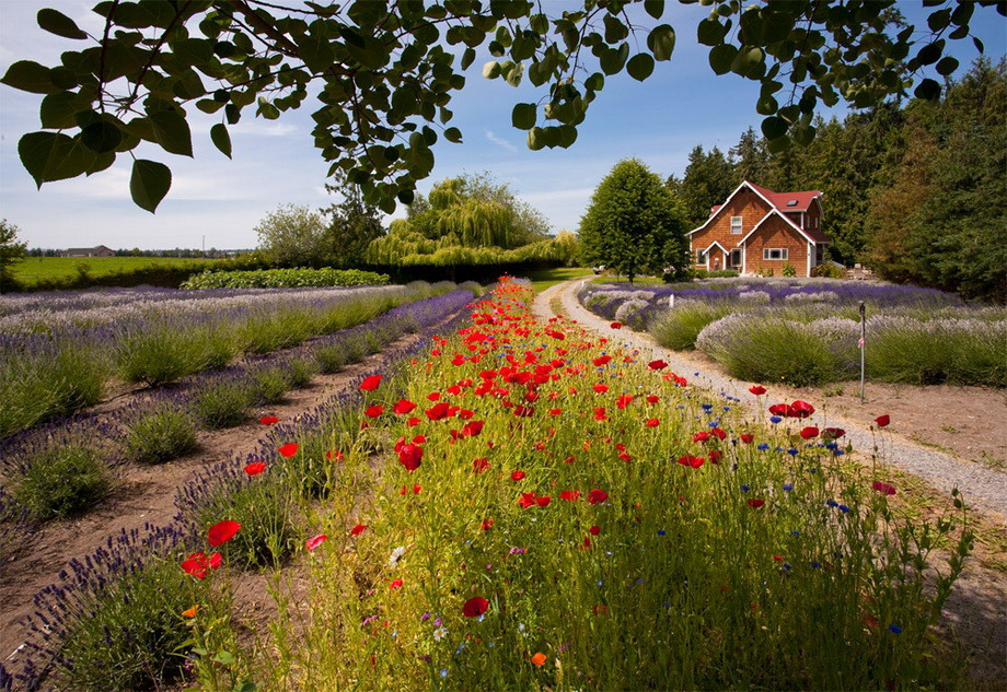 Луга река дом. Семигорье Лавандовая ферма. Цветущая деревушка Франция. Лето в деревне цветы. Красивое поле.